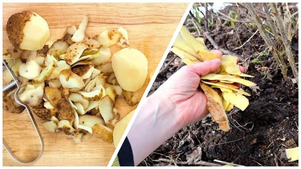 Bulvių lupenos kaip trąšos