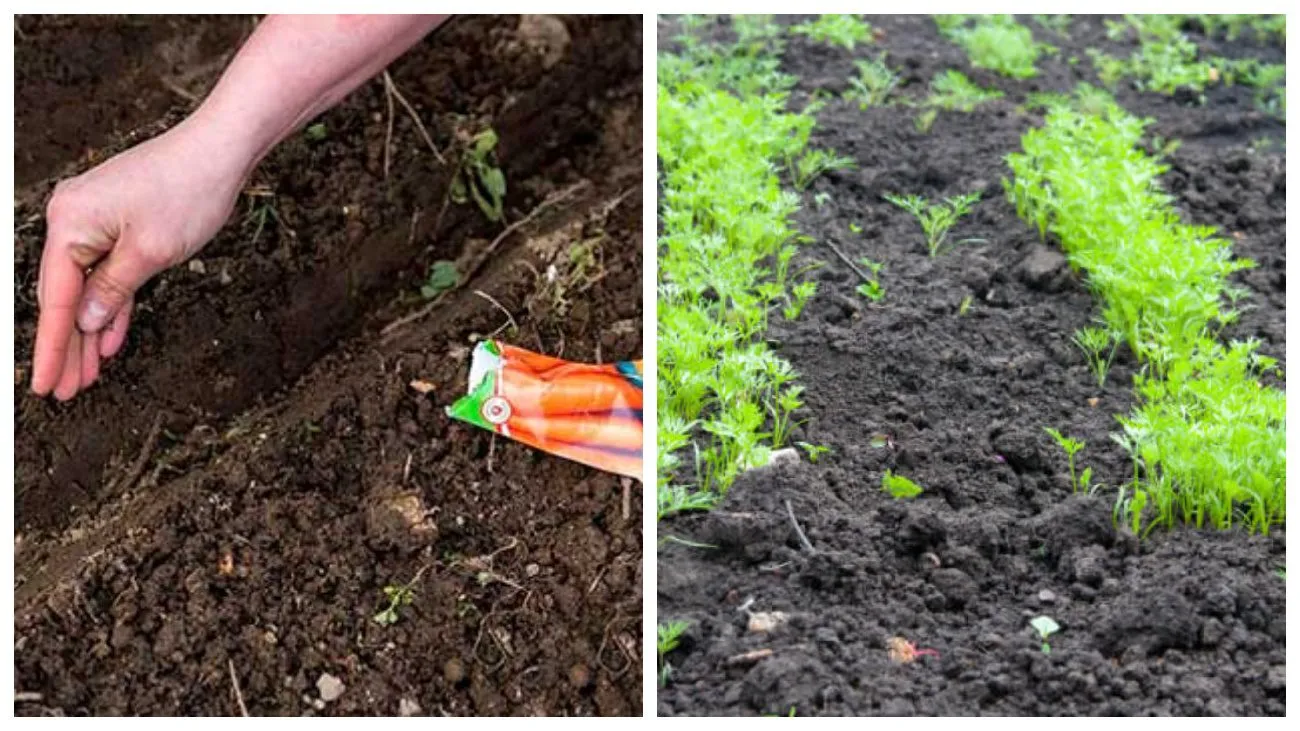 Sėkite dabar – nuimkite saldžius „milžinus“ birželį