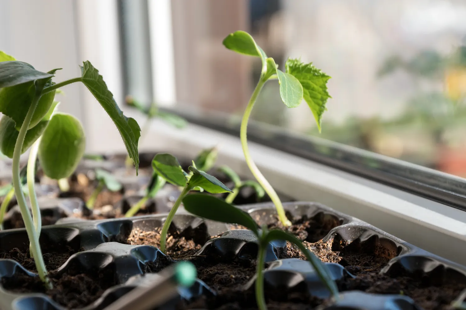 Agurkai ant palangės