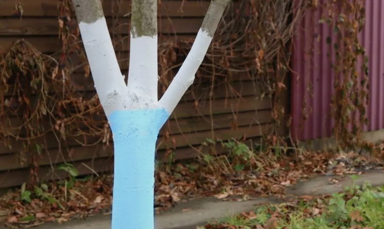 Mėlynas medžio kamienas