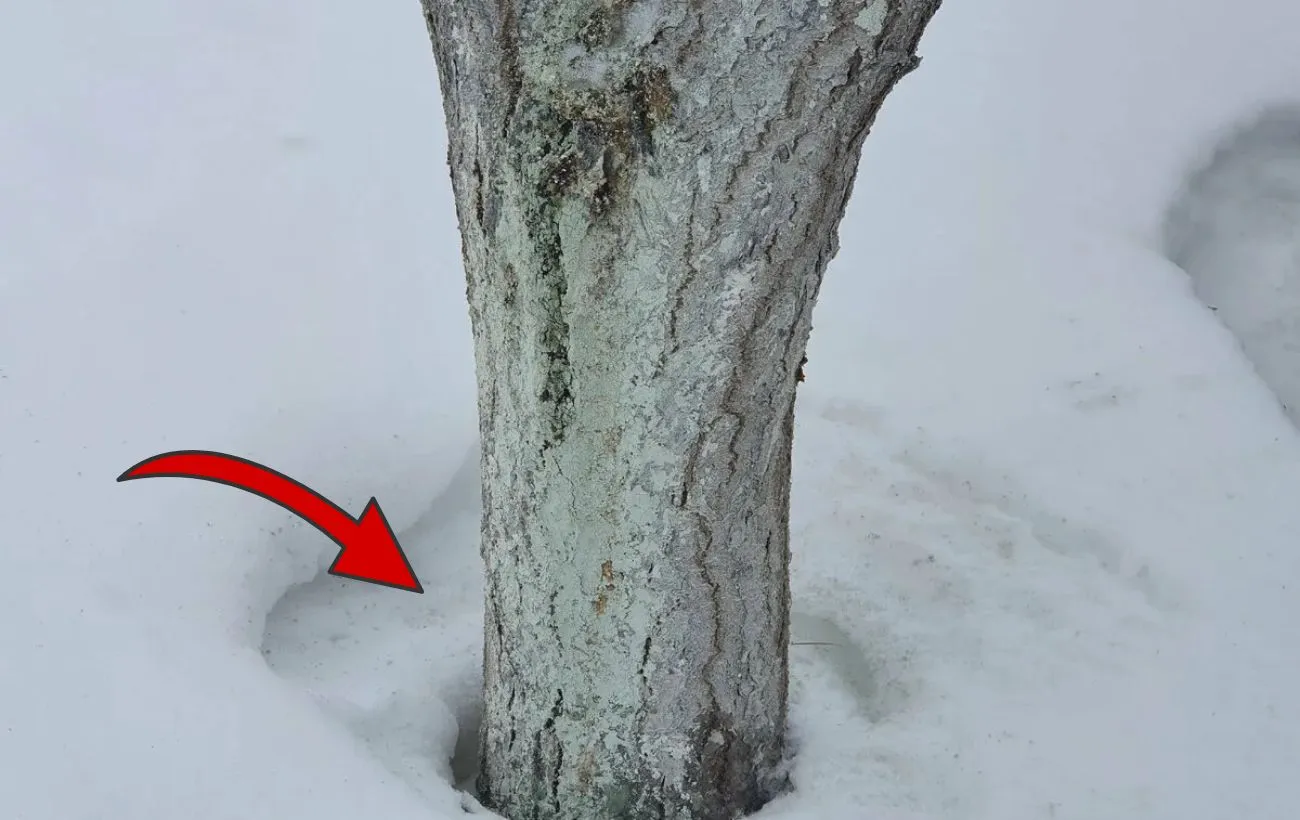 Sniegas po medžiais nebe „sulimpa“ į plutą