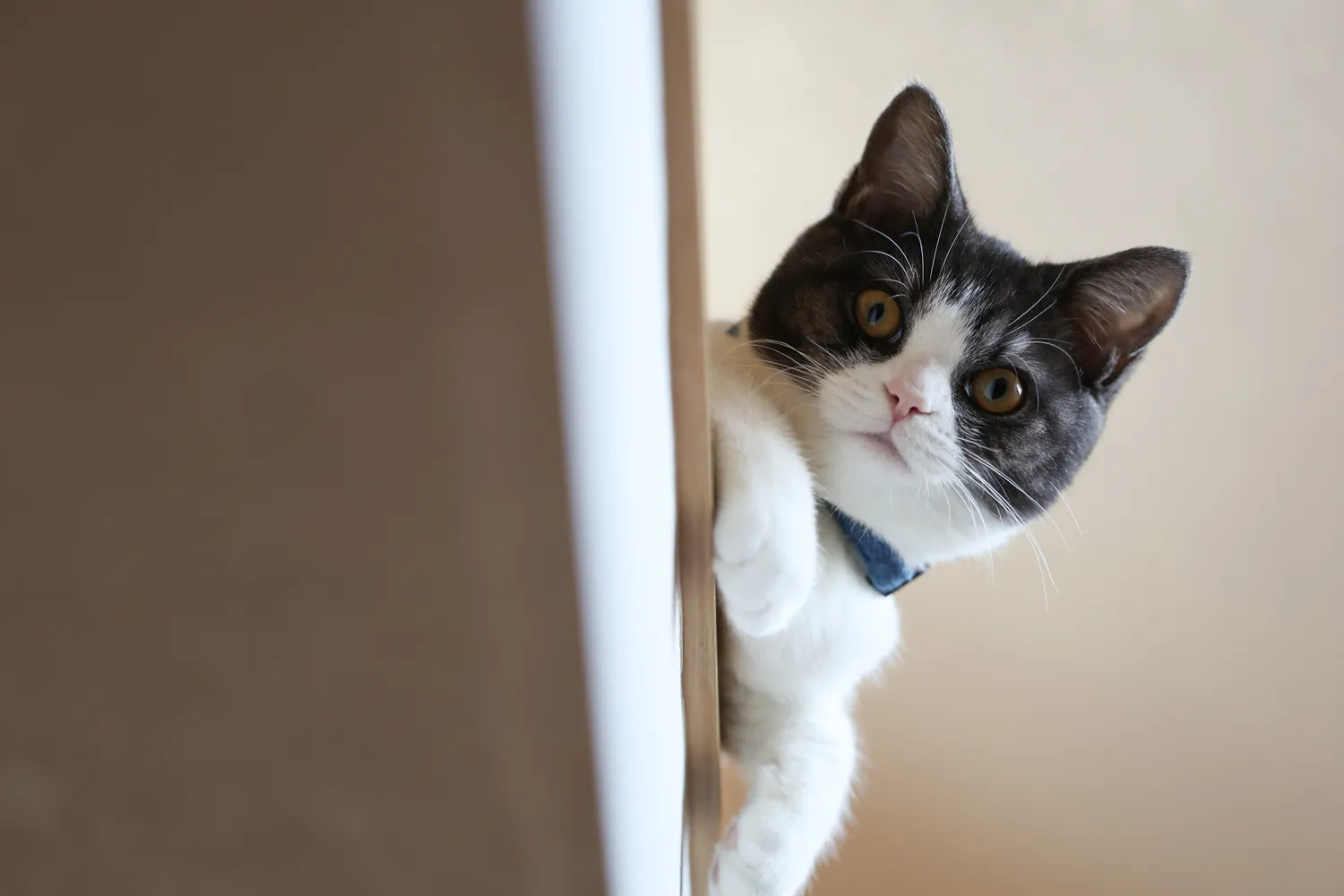 Kodėl katė „kraustosi iš proto“?