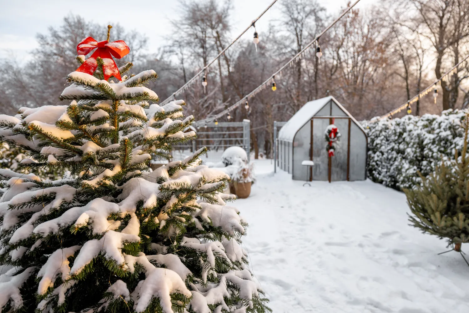 Pasirūpinkite šiltnamių dabar