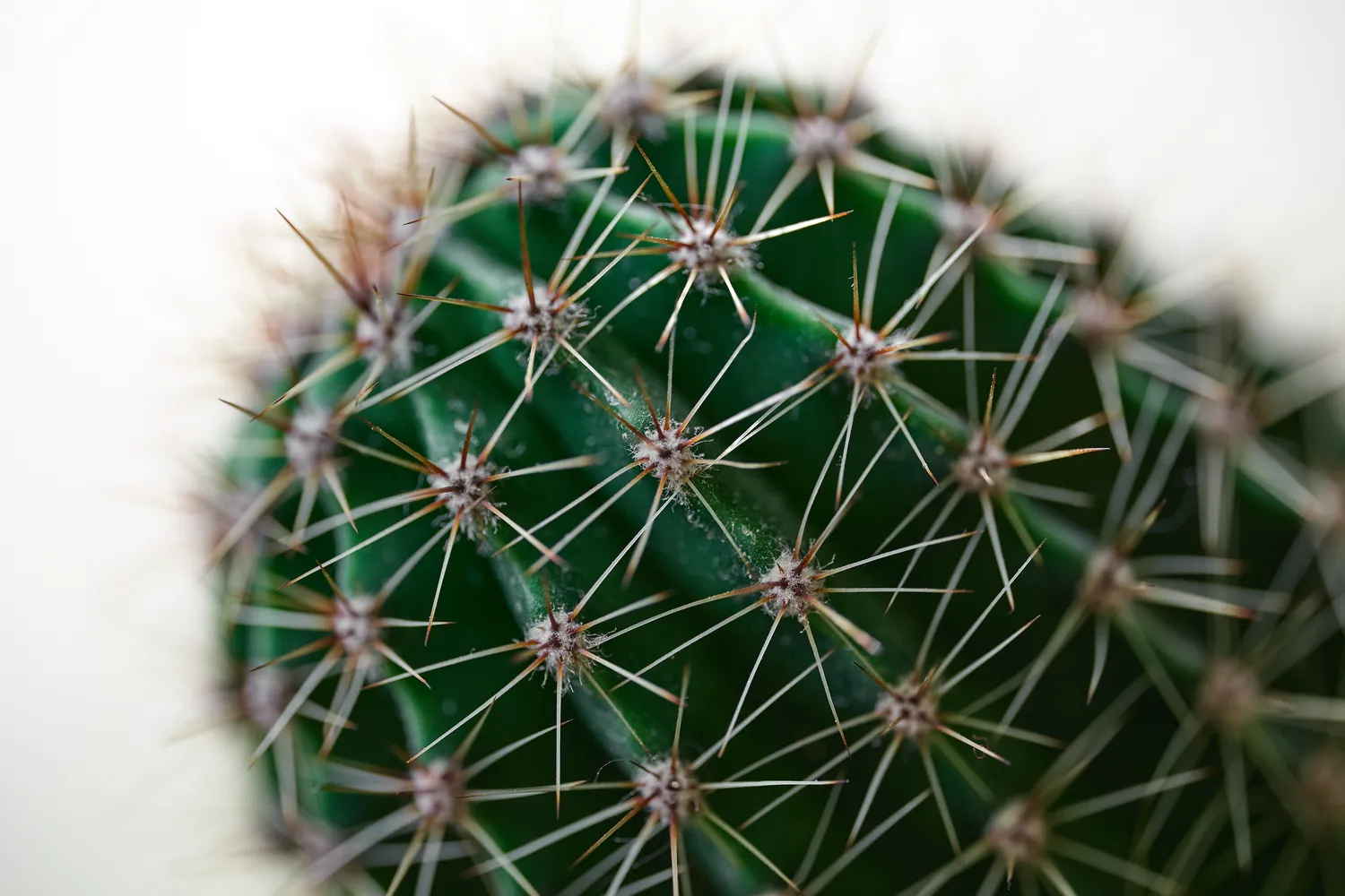 Kur pastatyti kaktusą namuose?