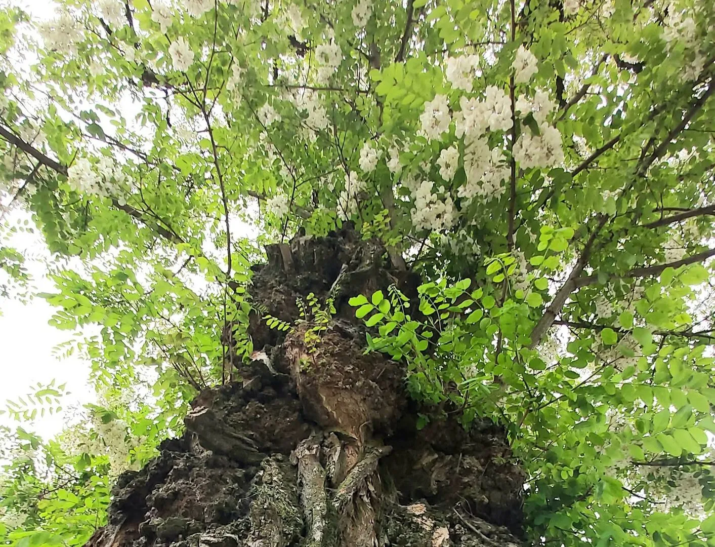 Baltažiedė robinija