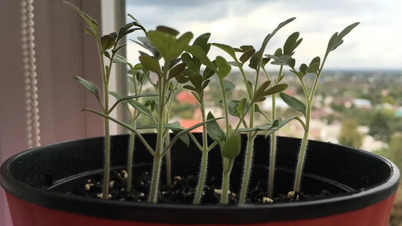 Daigai ant palangės