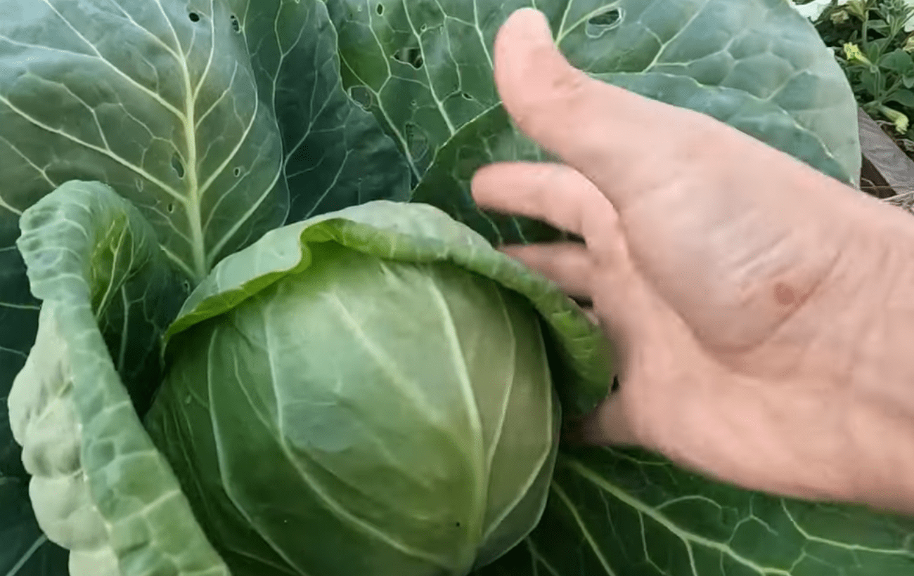 Kopūstai auga kaip ant mielių, be jokių papildomų pastangų