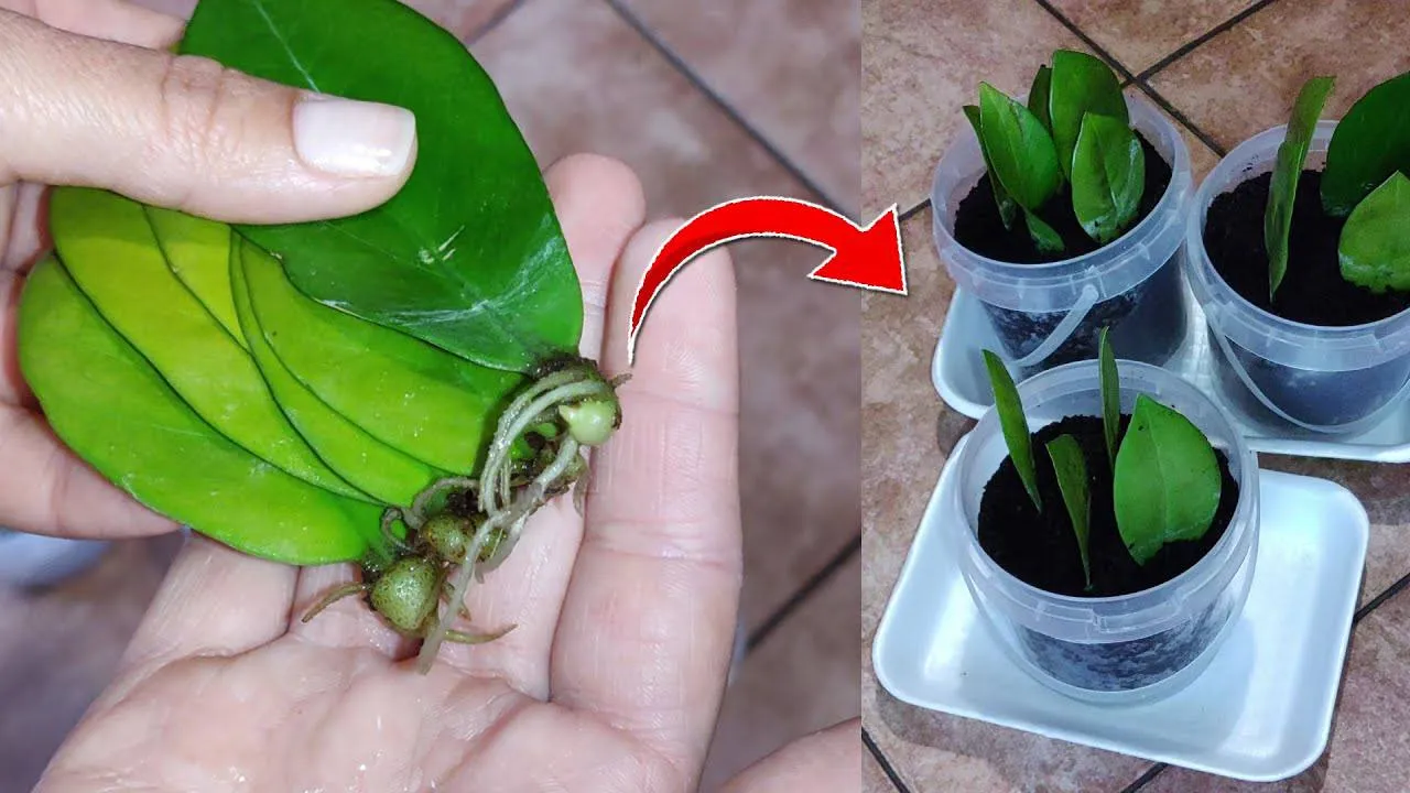 Zamiokulkas įsišaknijo, bet ūglių vis nėra