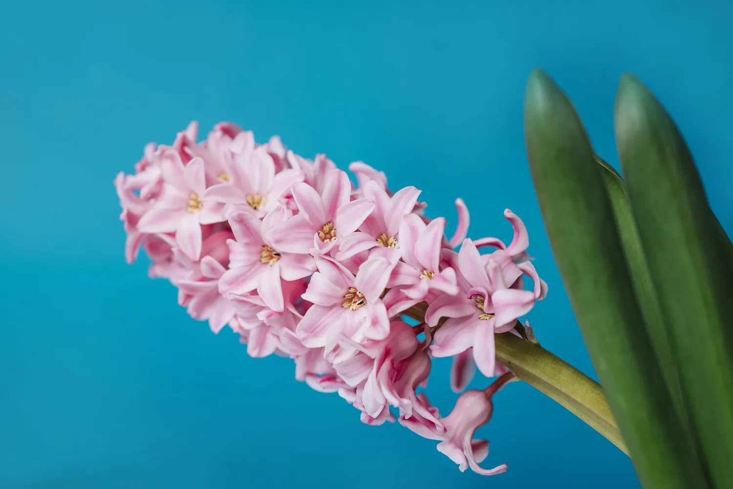 Tikrasis pavasario pranašas namuose - hiacintas