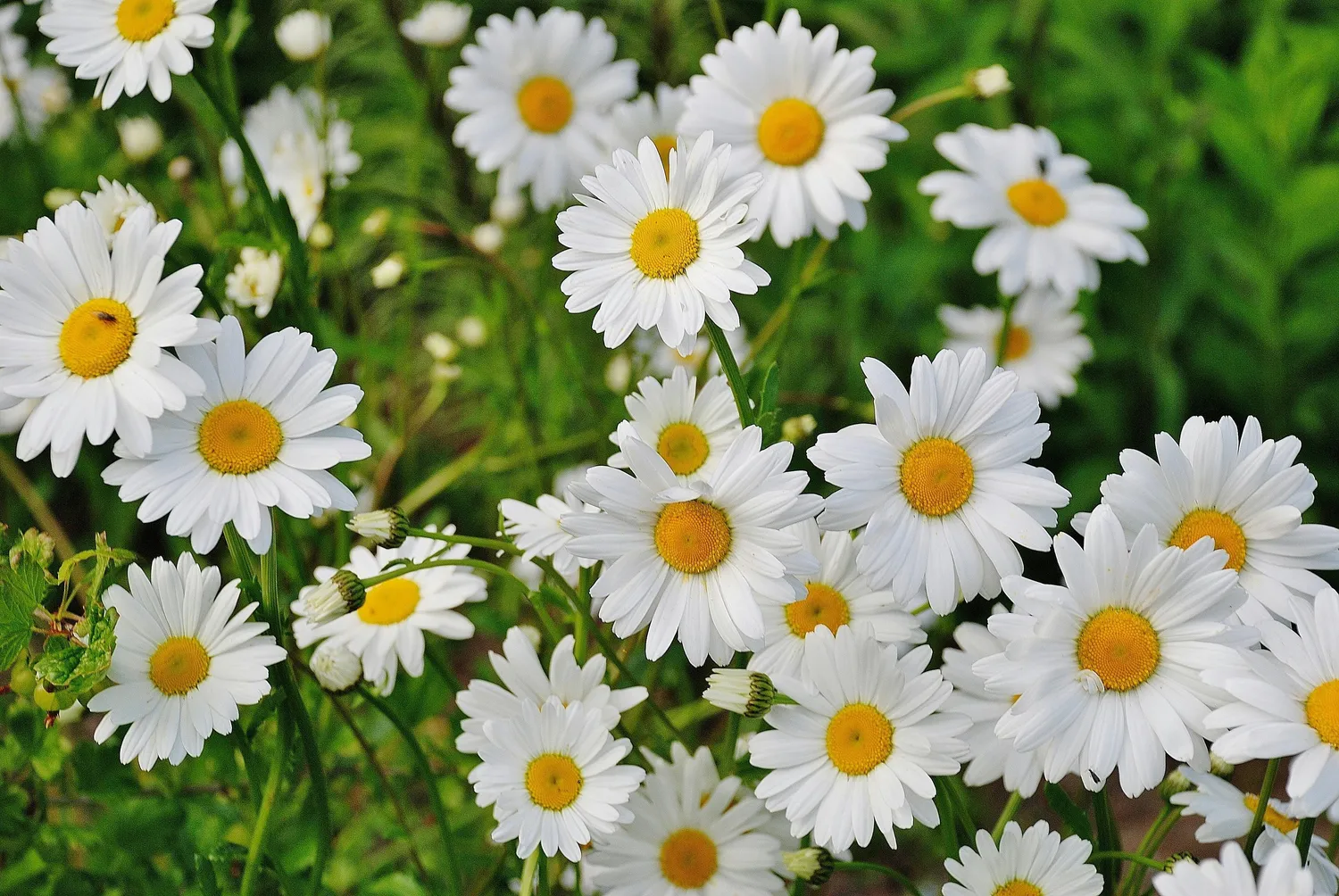 Ramunių geriau nesodinti šalia rožių