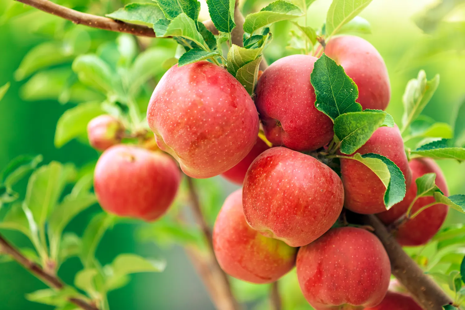 Pavasarį obelis patariama tinkamai patręšti