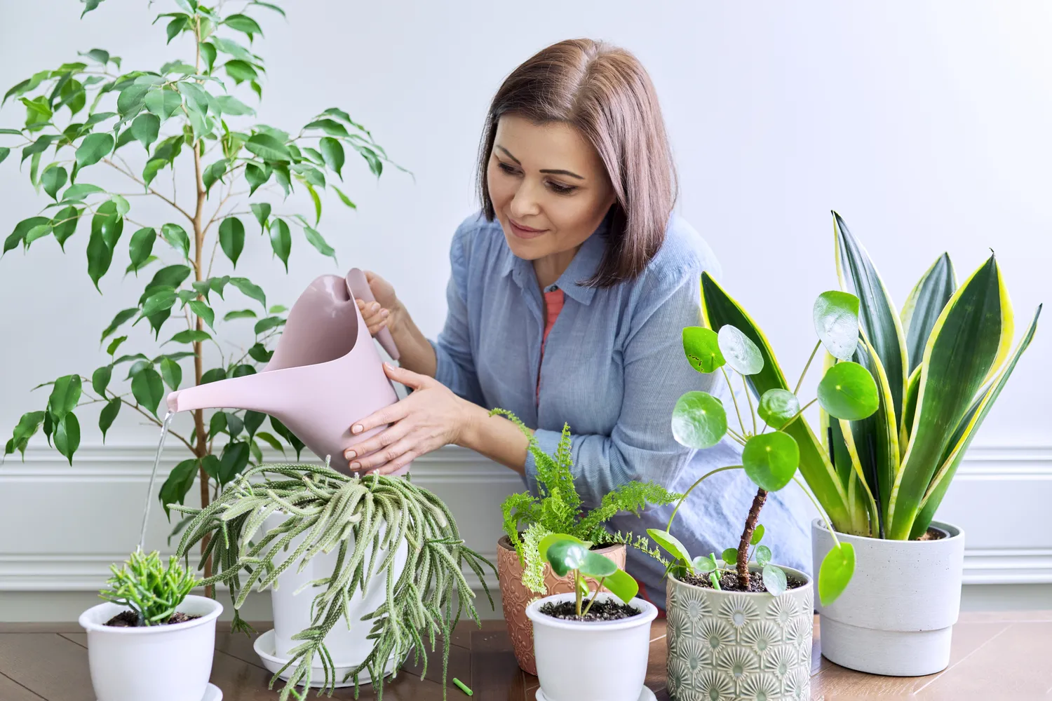 Kambarinių augalų negalima laistyti "pagal grafiką"