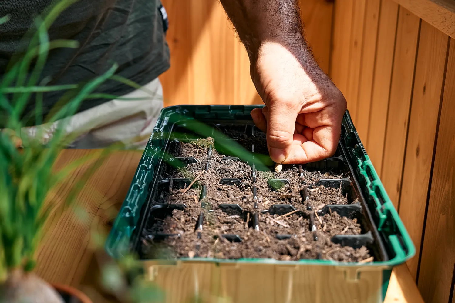 Vasario sėja – gudriausias sodininko žingsnis