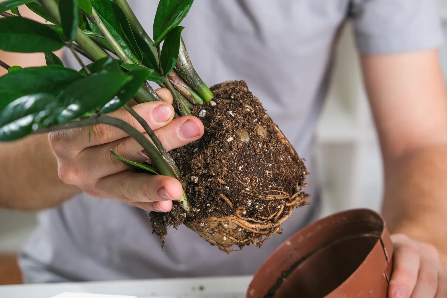 Būtina žinoti, kada ir kaip reikia persodinti zamiokulką