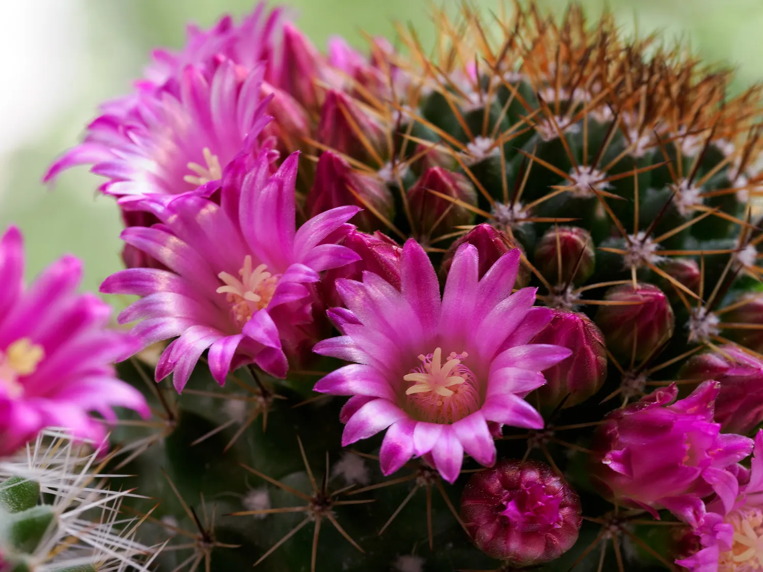 Kaktuso žydėjimą įtakoja įvairios priežastys