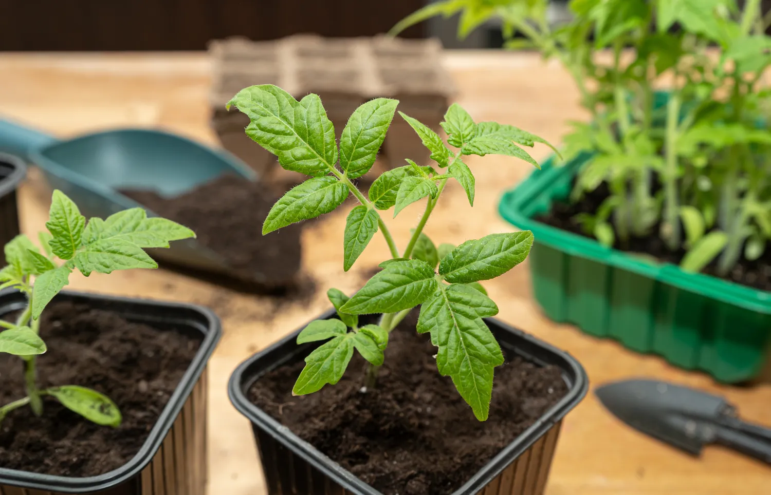 Pomidorų daigus būtina sodinti į jiems tinkamą substratą