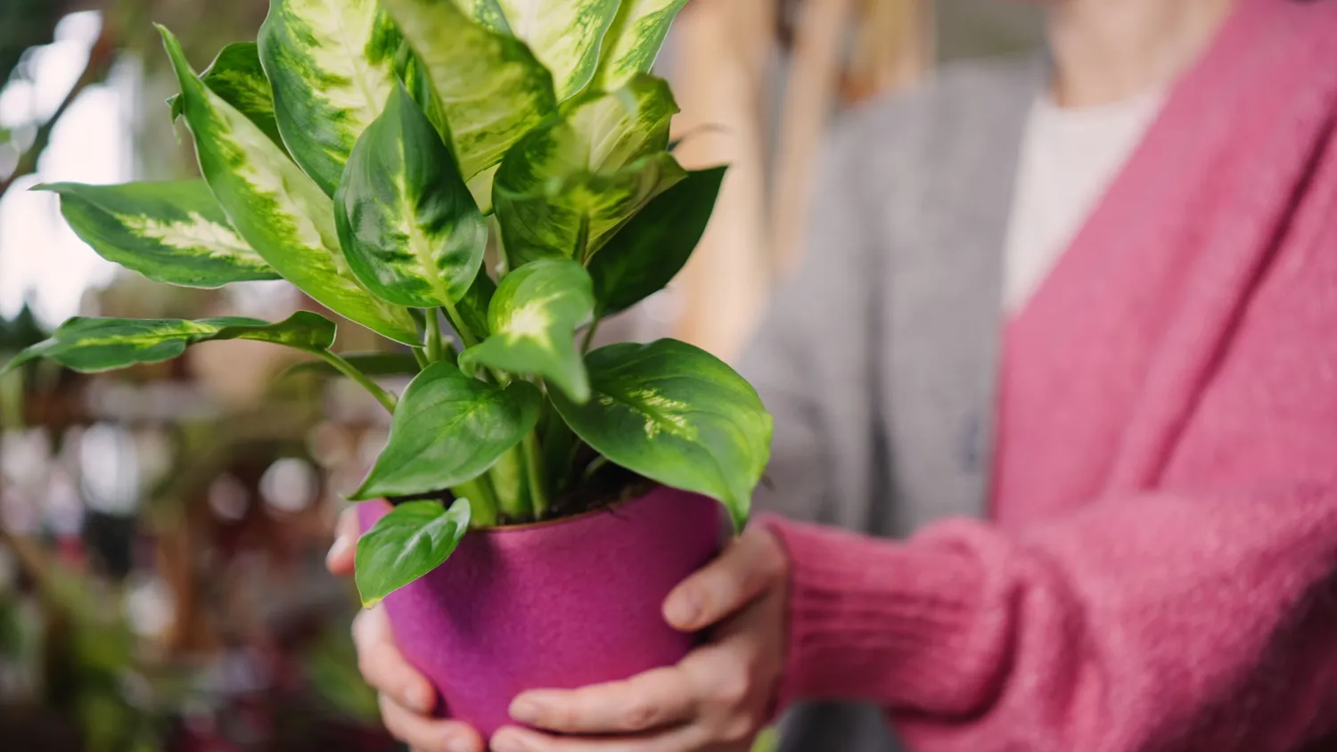 Verta žinoti, kaip tinkamai rūpintis difenbachija