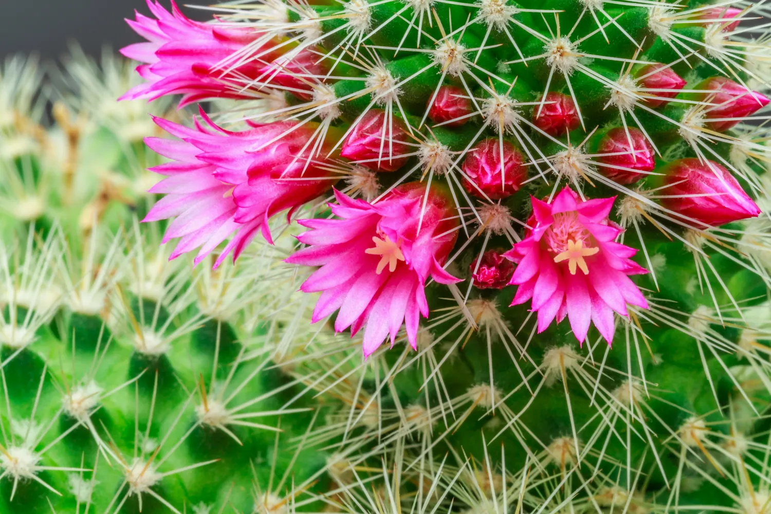 Kaktuso nežydėjimo priežastys