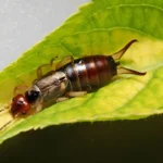 Paprastoji auslinda (Forficula auricularia)