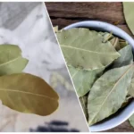 Lauro lapas po pagalve