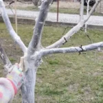 Medžių balinimas