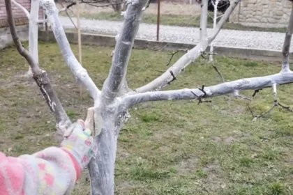 Medžių balinimas