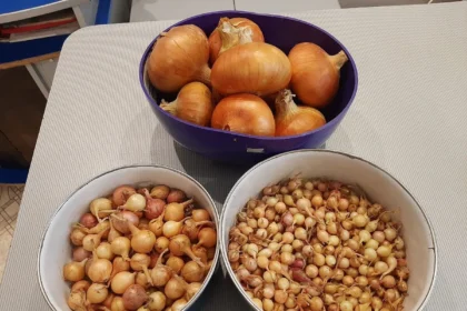 Svogūnų sodinimas