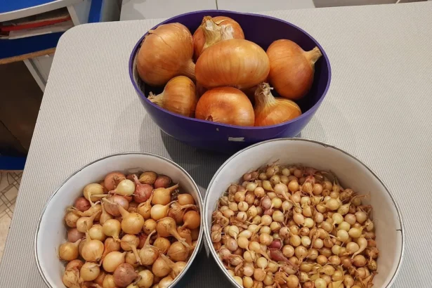 Svogūnų sodinimas