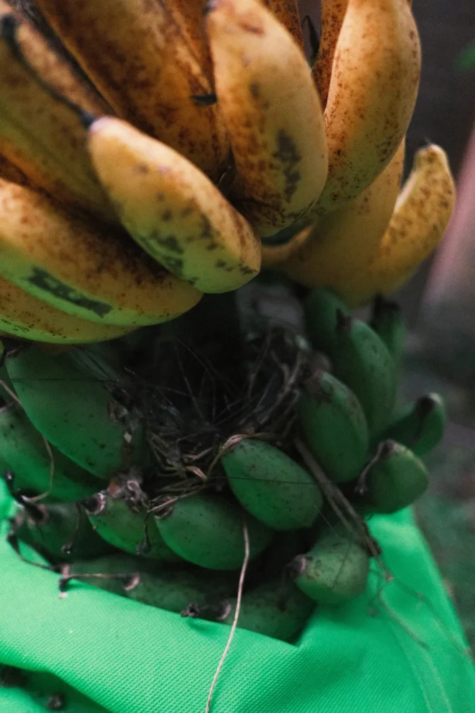 Bananai Žalias Prinokęs / Nuotrauka: unsplash.com (Brave)