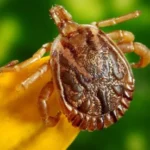 Apsaugoti Sodybos Sklypą Erkių / Nuotrauka: kurazh.org