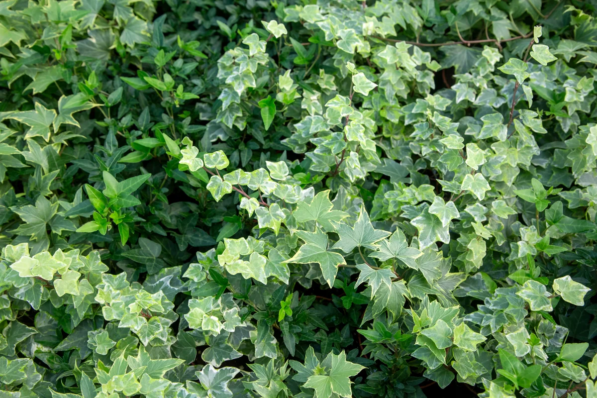 Gebenės gali būti nuodingos