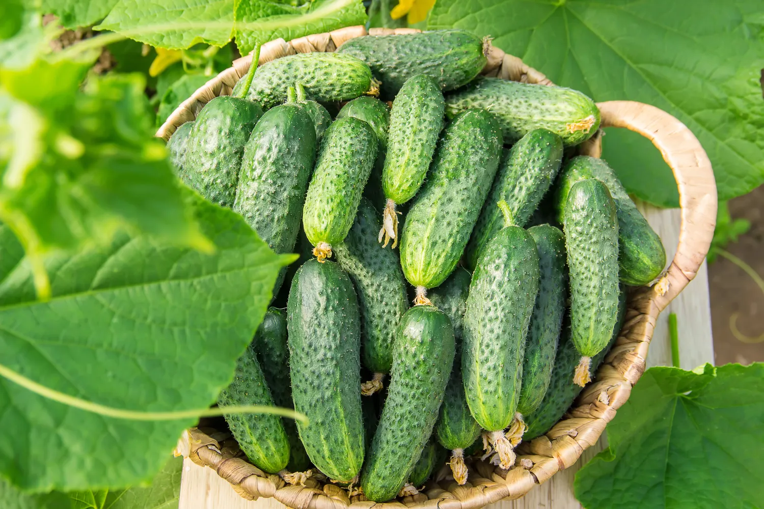 Verta žinoti, kurios trąšos agurkams netinka