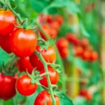 Pomidorų trūkinėjimas nėra atsitiktinumas – tai aiškus signalas, kad augalas patiria drėgmės svyravimus