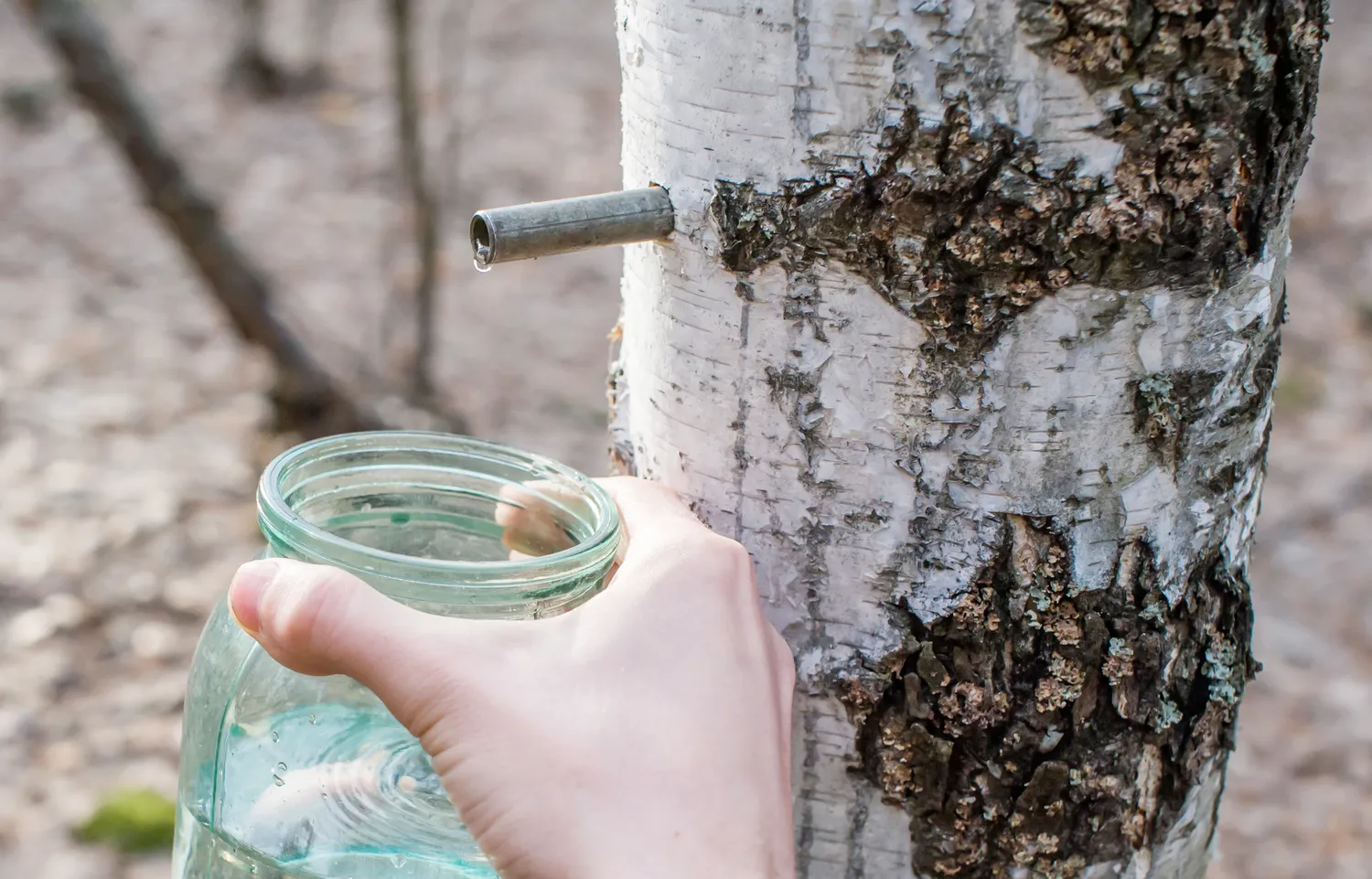 Beržų sula pavasarį