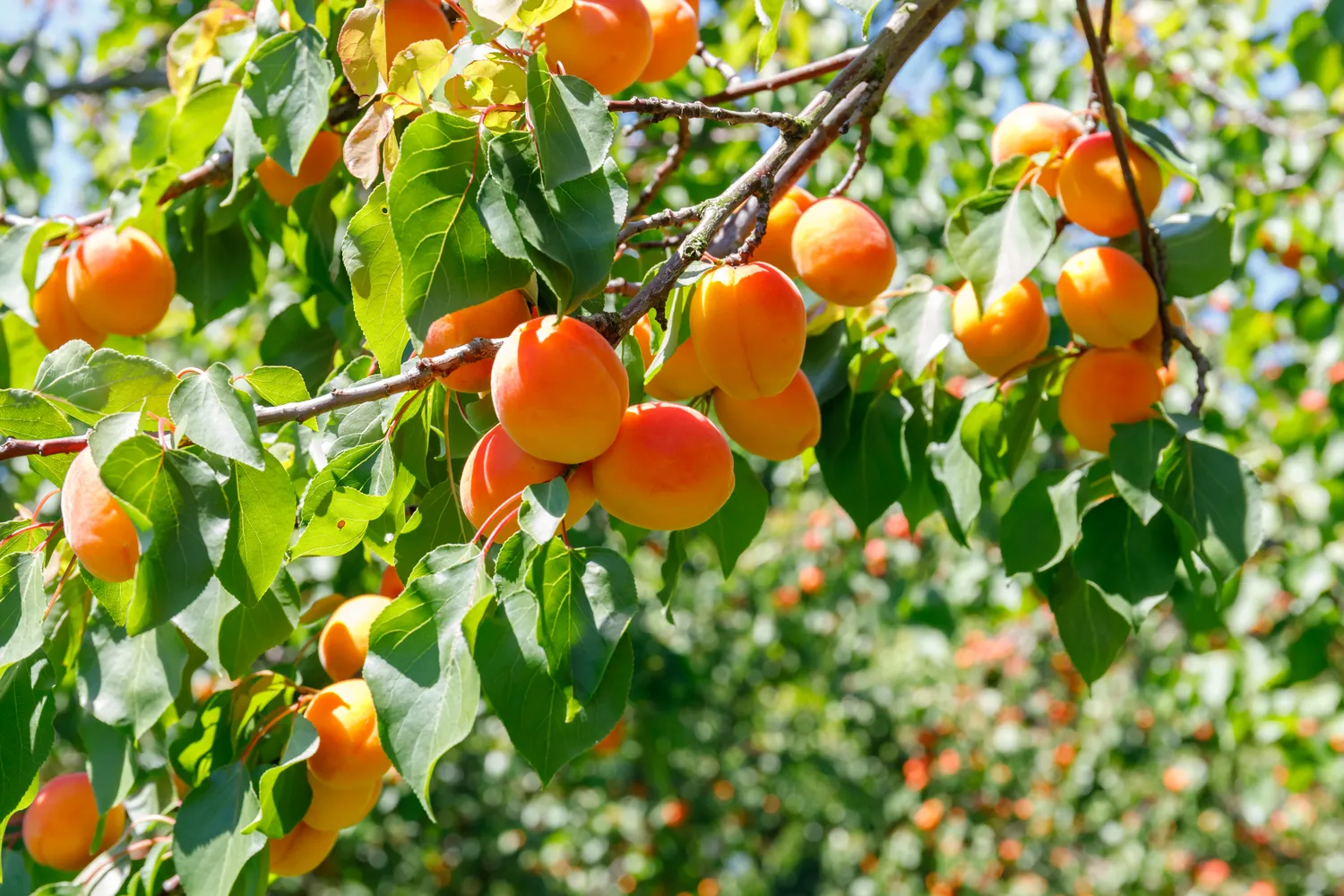 Gausus persikų ir abrikosų derlius priklauso nuo kelių paprastų, bet labai svarbių veiksmų: tinkamos vietos, reguliaraus genėjimo, subalansuoto tręšimo ir atsakingos priežiūros