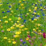 Laukinė pieva išsiskiria savo spalvingumu bei jaukumu