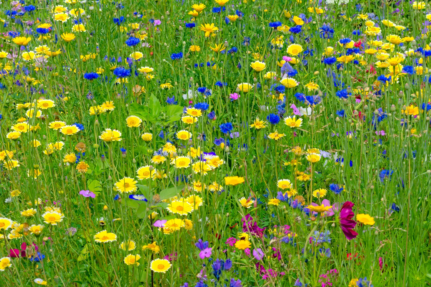 Laukinė pieva išsiskiria savo spalvingumu bei jaukumu