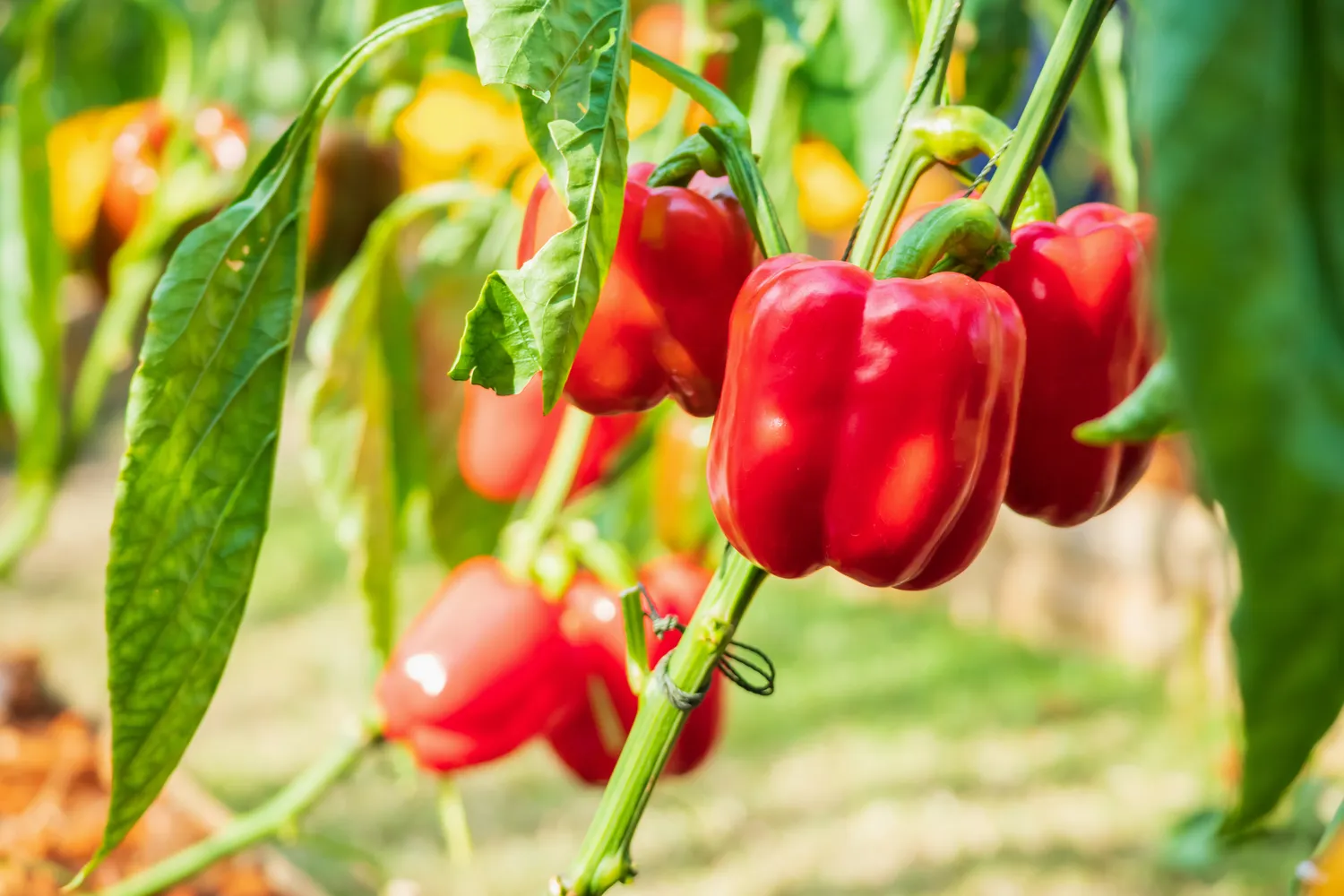 Pasodinus paprikas - labai svarbu tinkamai jas prižiūrėti