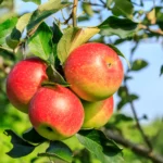 Balandį svarbu tinkamai rūpintis vaismedžiais