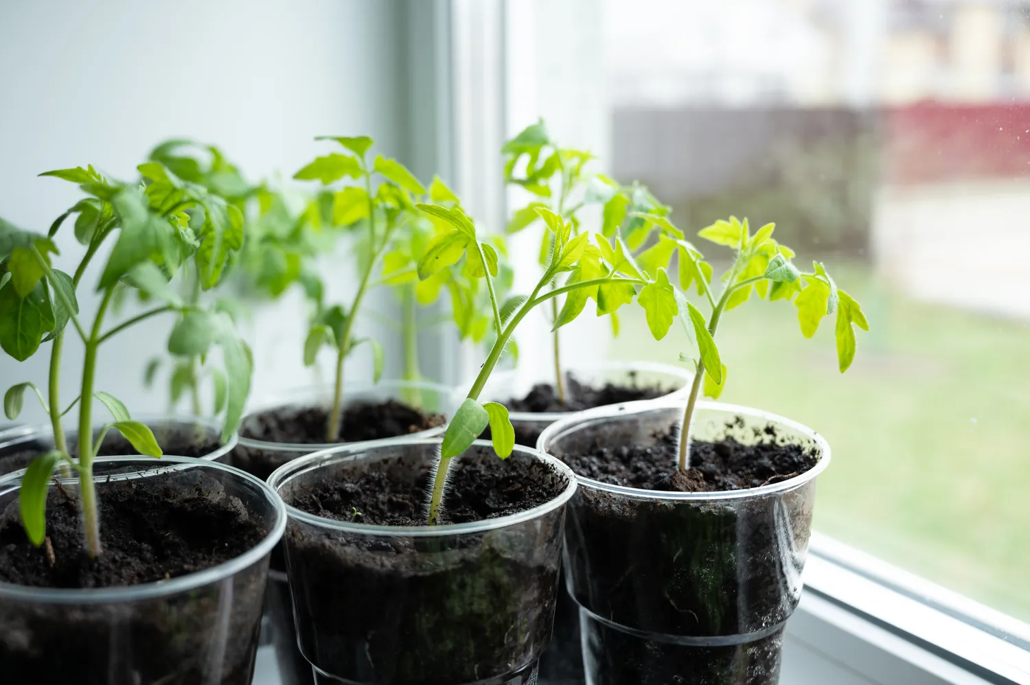 Pomidorų daigai jau dygsta