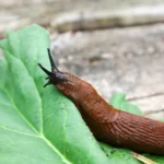 Invaziniai šliužai