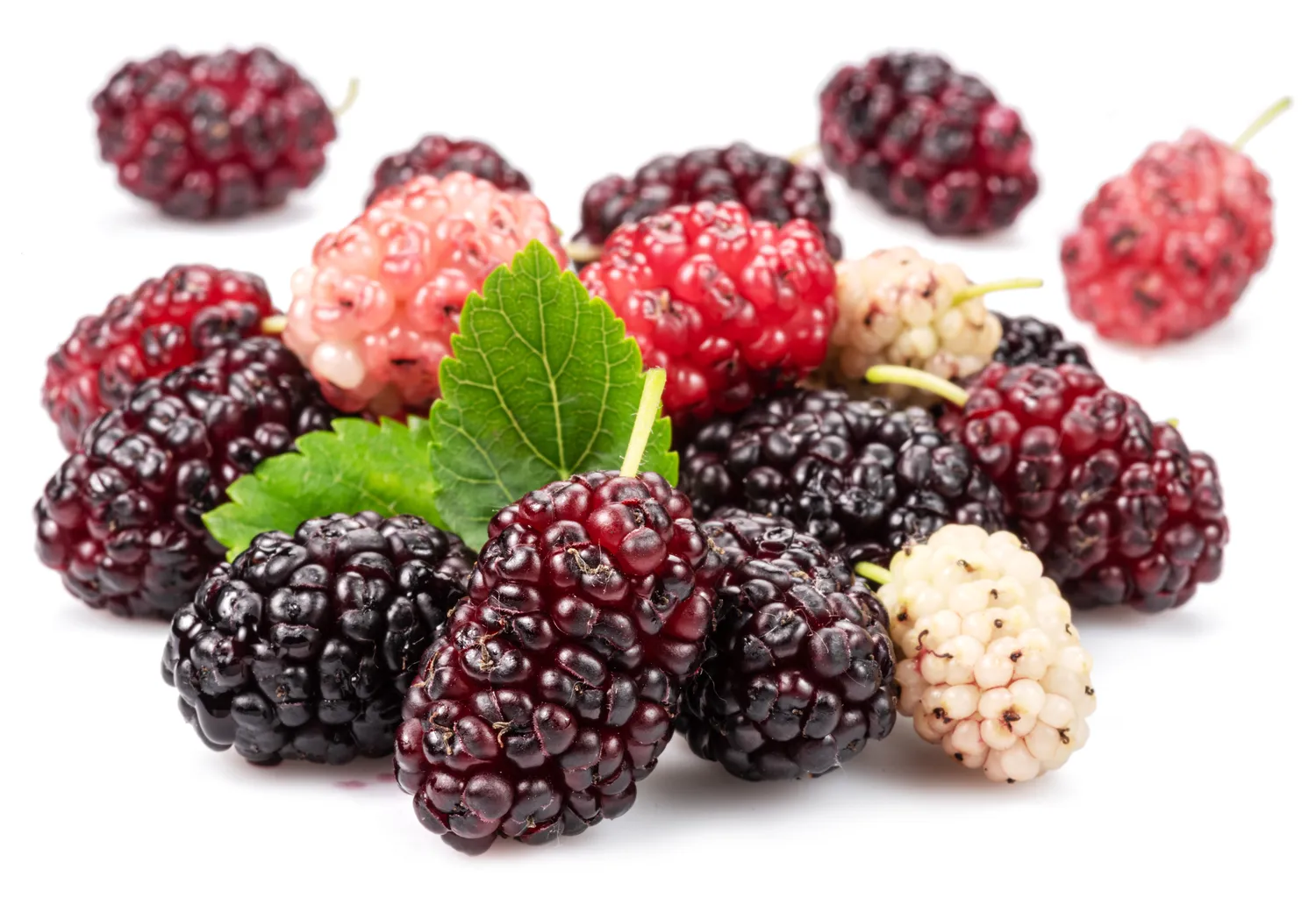 Šilkmedžio uogos vertinamos dėl gausaus vitaminų, antioksidantų ir mineralų kiekio