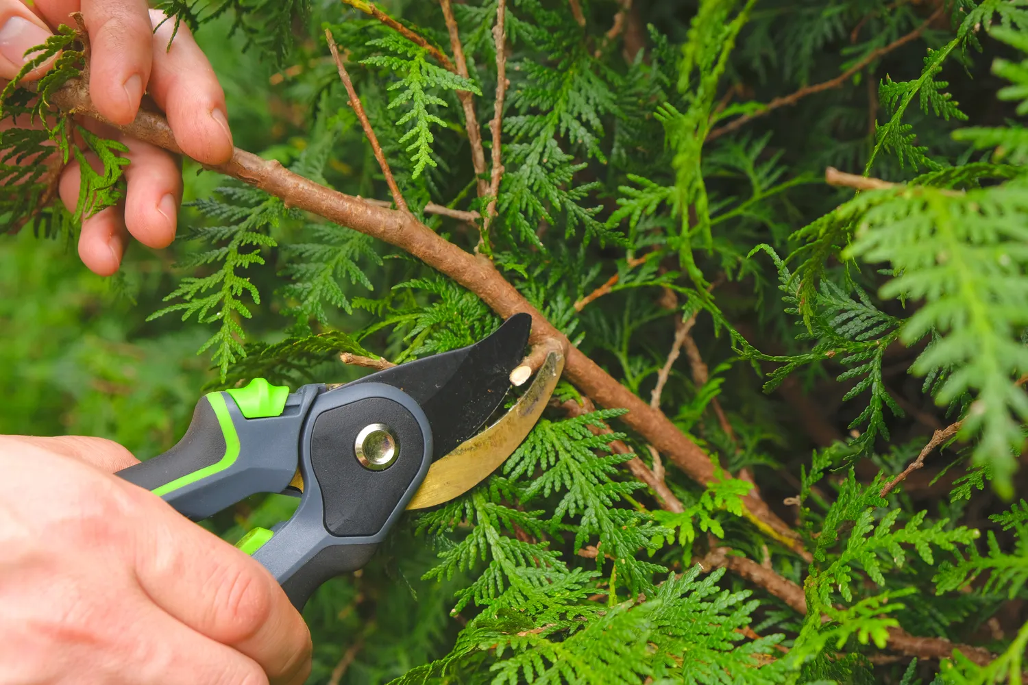 Labai svarbu tujas tinkamai genėti