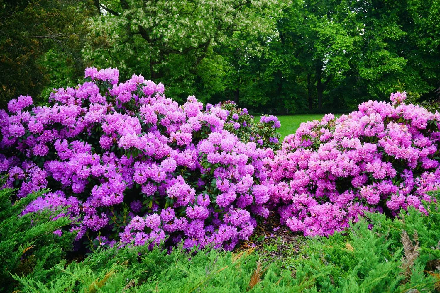 Rododendrai – vieni iš įspūdingiausių dekoratyvinių krūmų