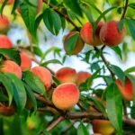 Tinkamas tręšimas svarbus ir abrikosams, ir persikams