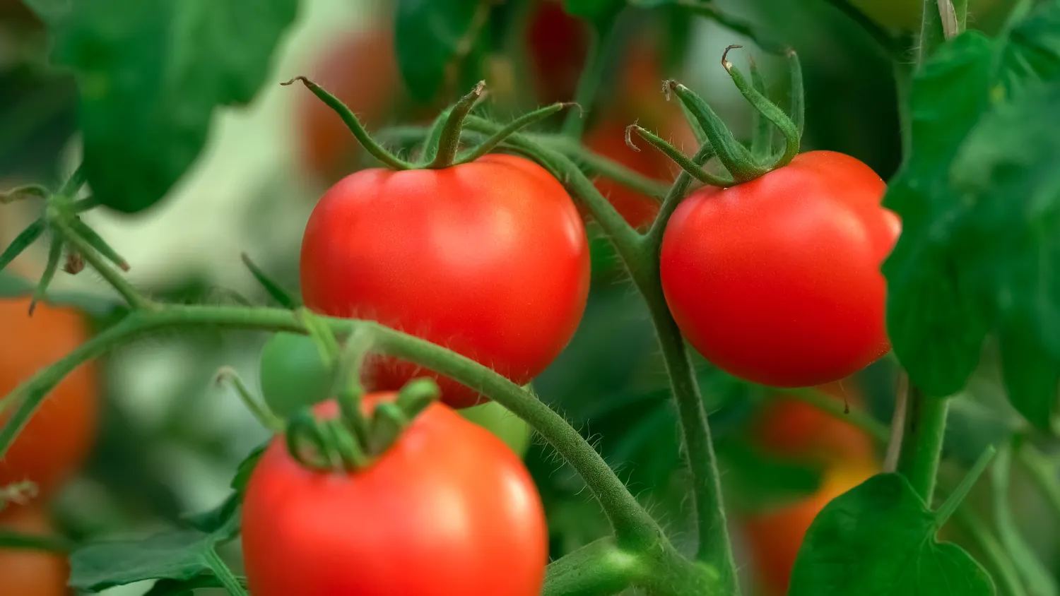 Pomidorai aiškiai signalizuoja, kai jiems kažko trūksta – tereikia mokėti tai pastebėti