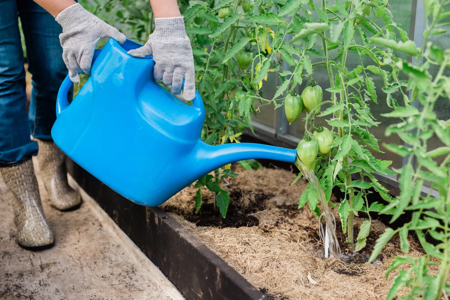 Tinkamas mulčias ir tinkamas laistymas didele dalimi lemia gerą pomidorų kokybę
