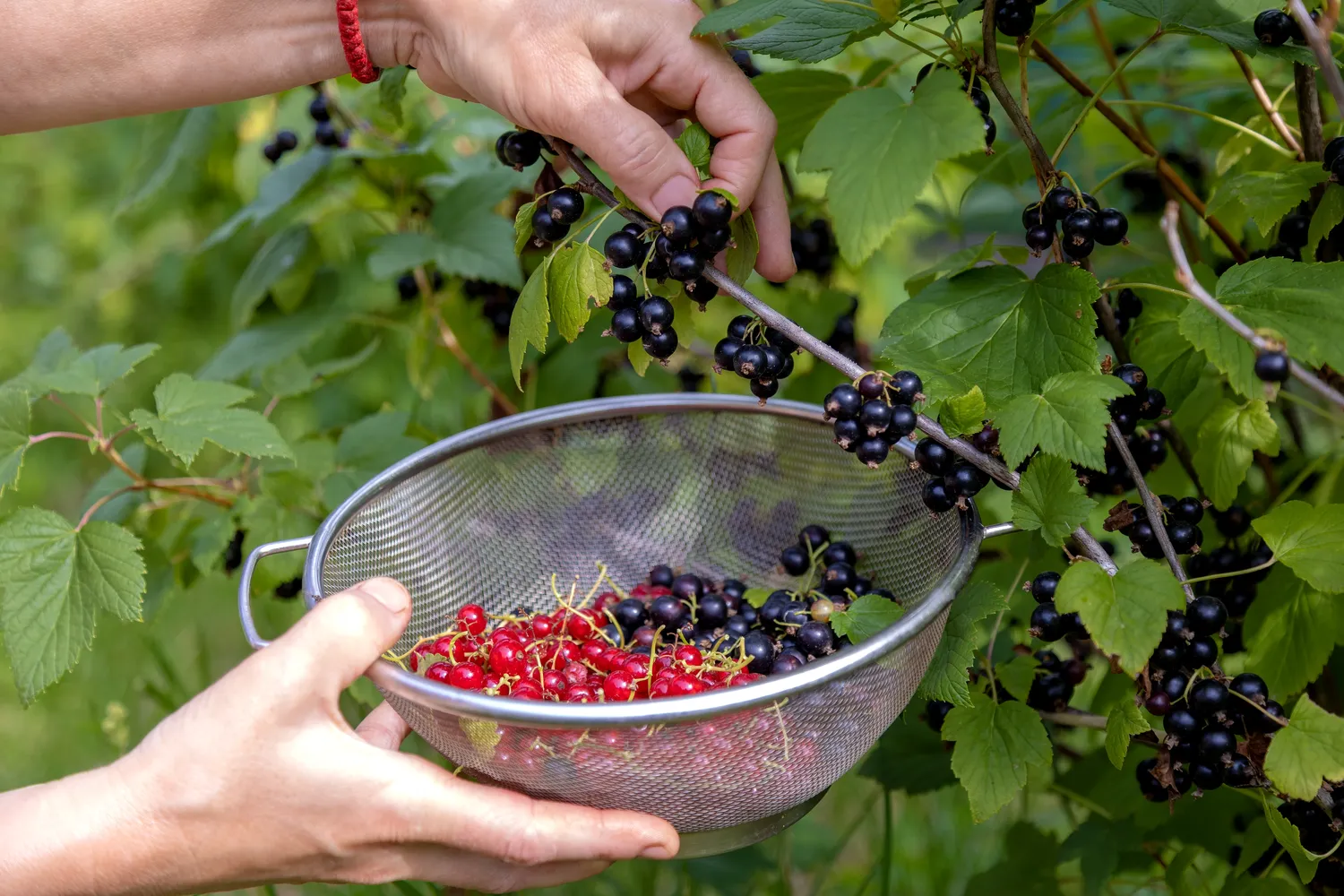 Patartina raudonuosius ir juoduosius serbentus sodinti bent 2–3 metrų atstumu vieną nuo kito
