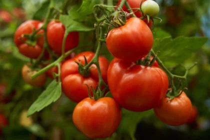 Norint užtikrinti sveiką pomidorų augimą, svarbu naudoti subalansuotas trąšas, kuriose yra ir mikroelementų