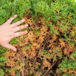 Pavasaris – lemiamas metas jūsų tujoms